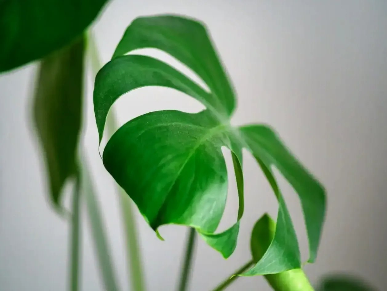 Zielony salon z monstera i palma