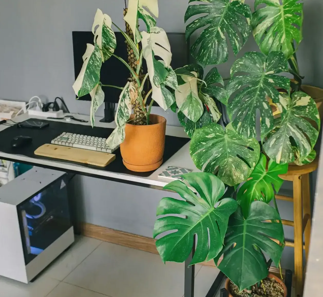 Balkon z kolekcją roślin