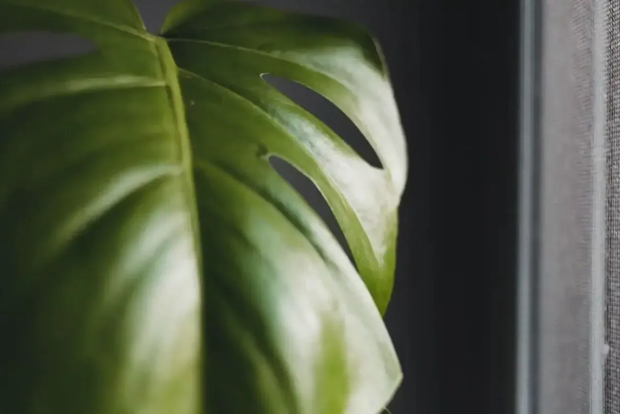 Epipremnum