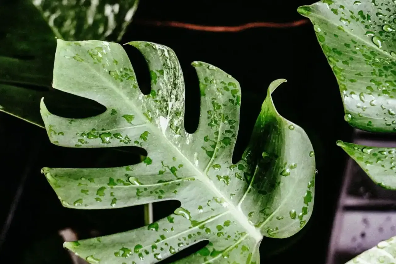Konsultacje florystyczne — diagnoza, dobór gatunku, plan opieki — zdjęcie 2